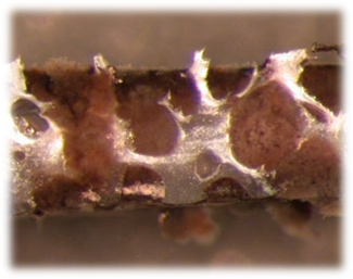 Mutag BioChip 30™ surface area >5,500 m2/m3 1 litre image 4