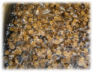 Mutag BioChip 30™ surface area >5,500 m2/m3 1 litre image 3